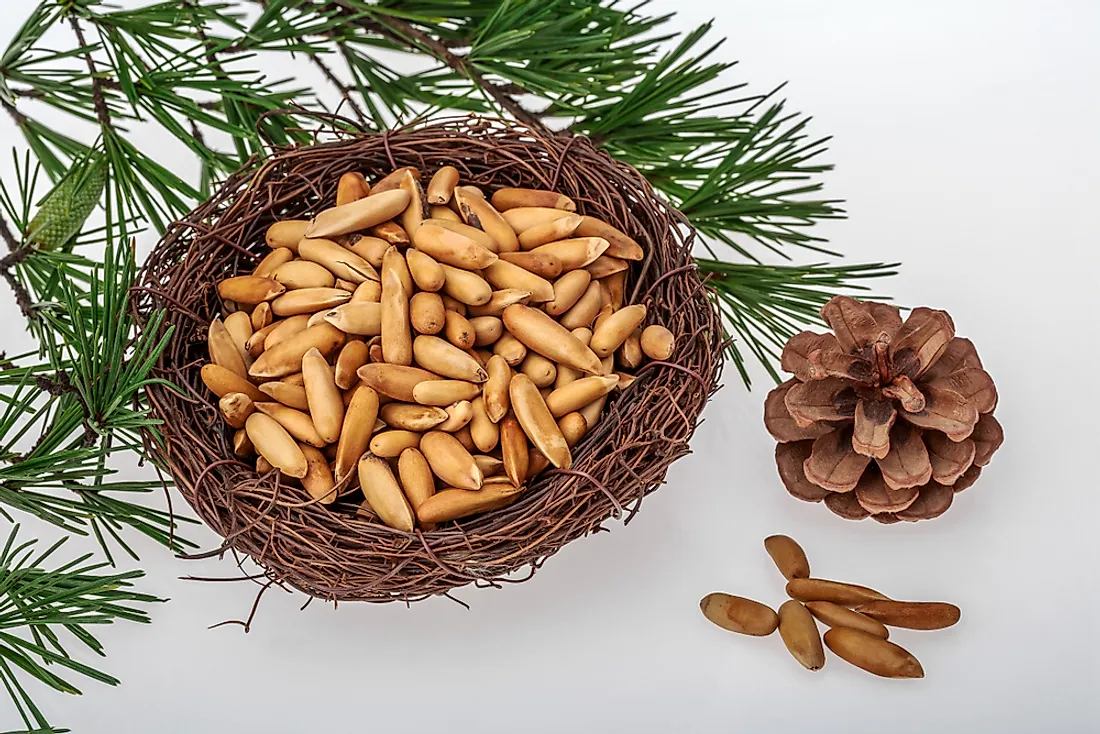 Benefits of pine nuts and side effects